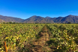 Casablanca Valley: tour langs 3 wijnhuizen met 11 wijnproeverijen