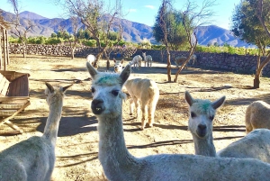 Casablanca Valley: tour langs 3 wijnhuizen met 11 wijnproeverijen