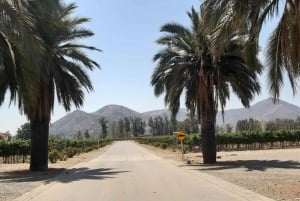 Casablanca Valley: Full-Day Private Wine Tour
