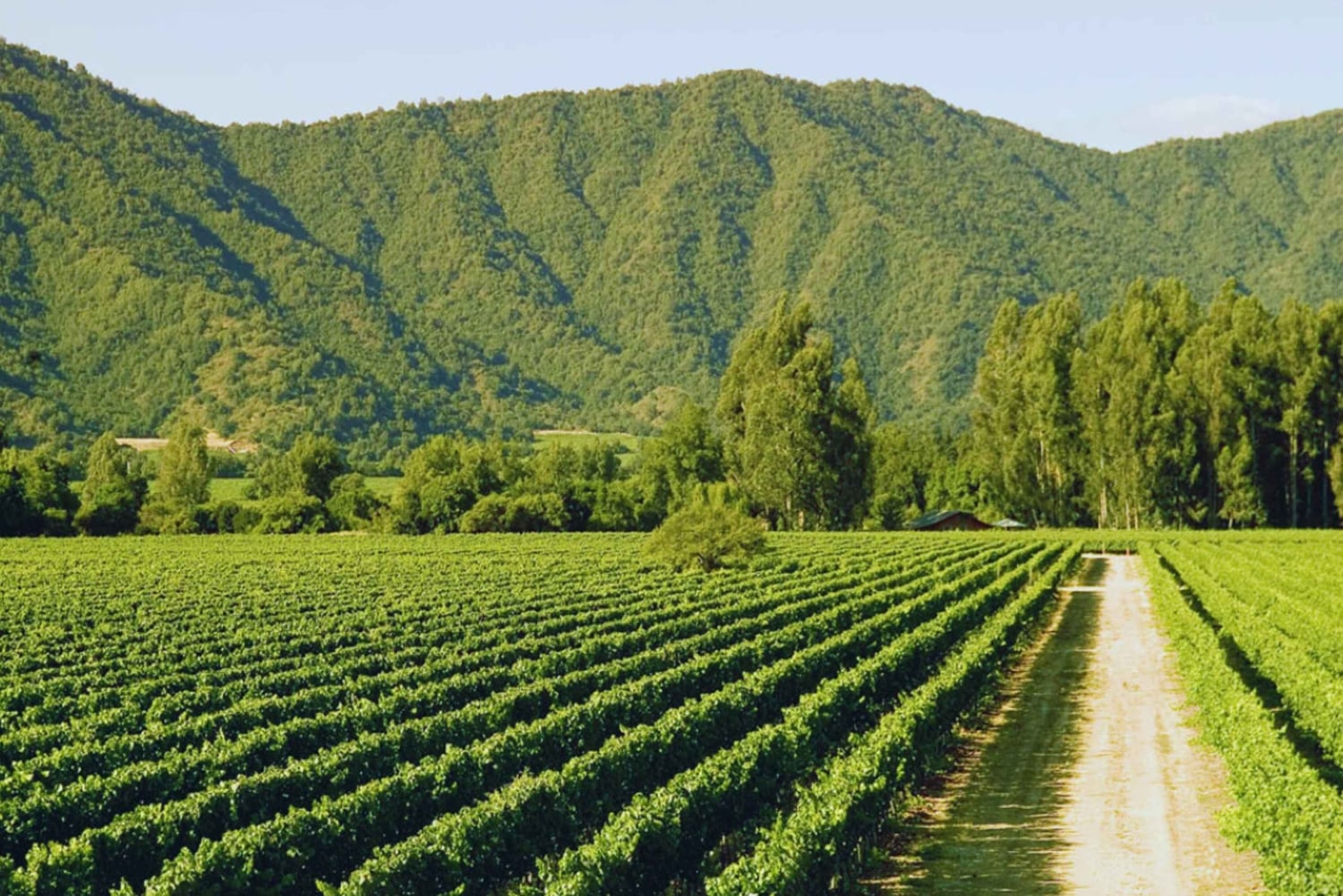 Casablanca Valley: Private Wine Tour of Veramonte and Viñamar Vineyards