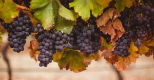 Casablanca Wine Route