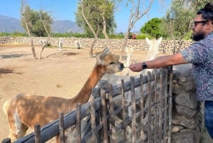 Santiago: Casablanca Valley Wine Tasting and Lunch at Tanino