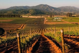 Santiago: World-class Wines, Visit to 4 Vineyards and Tanino