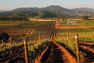 'Casas del Bosque Winery - Premium Tour.'