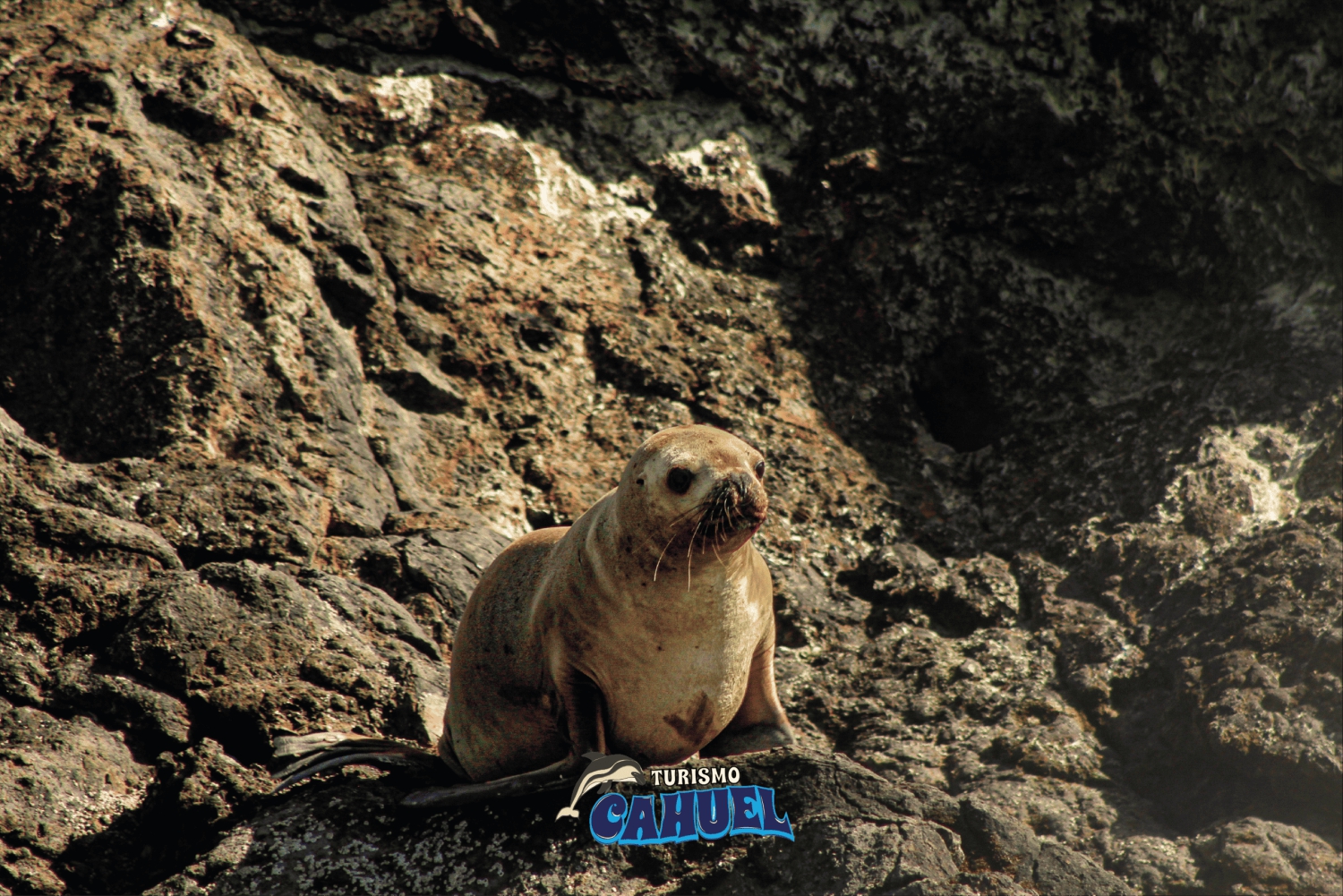 Castro, Chiloé Pingviner i Chiloé och dagstur till Fort San Antonio