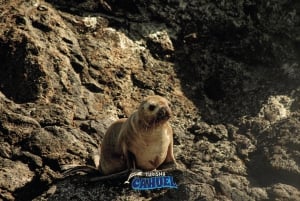 Castro: Pingwiny na Chiloé i jednodniowa wycieczka do fortu San Antonio