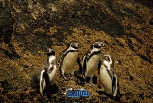 Castro: Pingwiny na Chiloé i jednodniowa wycieczka do fortu San Antonio