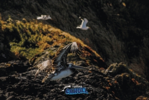 Castro, Chiloé Pingviner i Chiloé och dagstur till Fort San Antonio