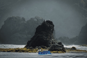 Castro, Chiloé Pingviner i Chiloé och dagstur till Fort San Antonio