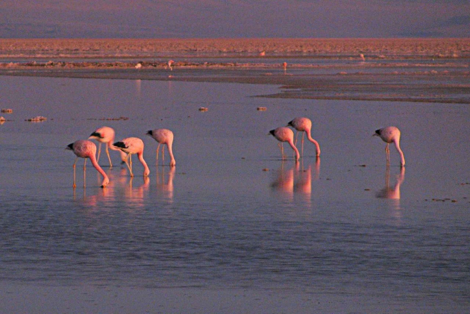 Cejar-lagunen, saltslettens øjne og Tebinquinche-lagunen