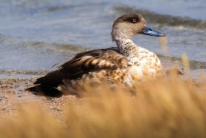 Laguna Cejar: ¡flota en las lagunas más famosas de Atacama!