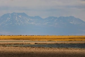 Laguna Cejar: ¡flota en las lagunas más famosas de Atacama!