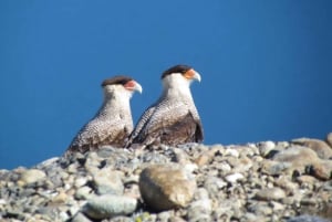 Cerro Benitez: Half-Day Hike + Stunning Views & Condors