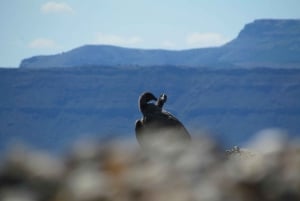 Cerro Benitez: Half-Day Hike + Stunning Views & Condors