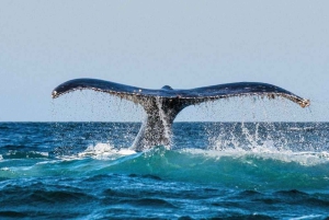 Bilhete de barco Chañaral de Aceituno