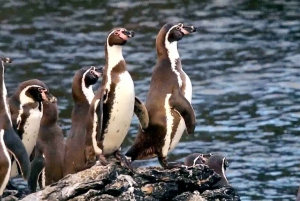 Bilhete de barco Chañaral de Aceituno