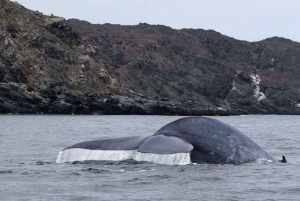 Bilhete de barco Chañaral de Aceituno