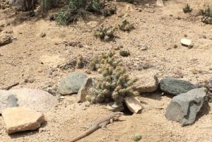 Chile: The Enchanted Valley Atlantic Shamans Ceremonial Site