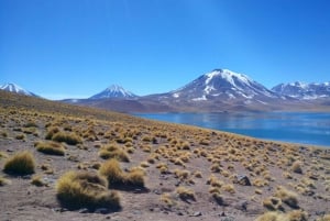 Chile: Tour Red stones + Altiplanic Lagoons + Laguna Chaxa