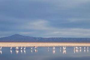 Chile: Tour Red stones + Altiplanic Lagoons + Laguna Chaxa