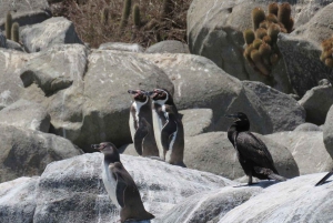 Chilean Treasures: Penguins and Alpacas Private Tour
