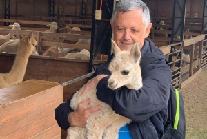 Chilean Treasures: Penguins and Alpacas Private Tour