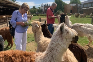 Chilean Treasures: Penguins and Alpacas Private Tour