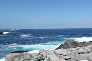 Chilean Treasures: Penguins and Alpacas Private Tour