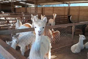 Chilean Treasures: Penguins and Alpacas Private Tour