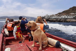 Chilean Treasures: Penguins and Alpacas Private Tour