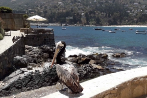 Chilean Treasures: Penguins and Alpacas Private Tour