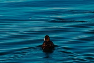 Omvisning på Chiloé-øya: Chacao, Dalcahue og Castro