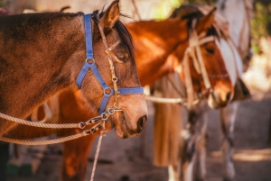 Cochiguaz: Horseback Riding, River and Mountain Range