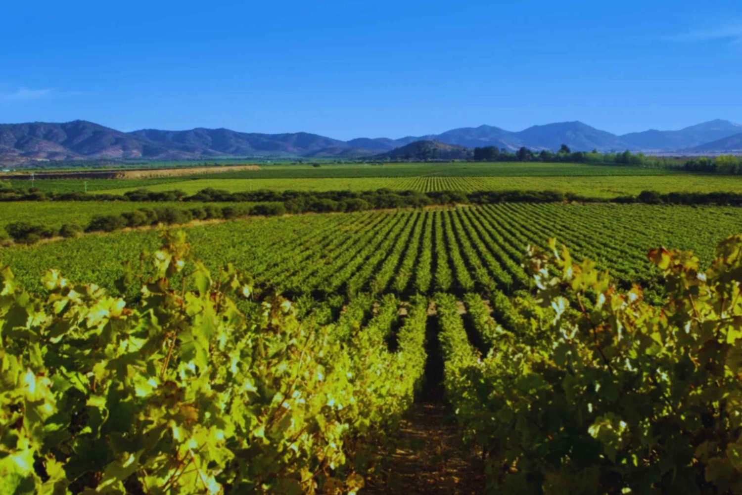 Colchagua-dalen: Privat tur på Ventisquero och Viu Manent vinväg