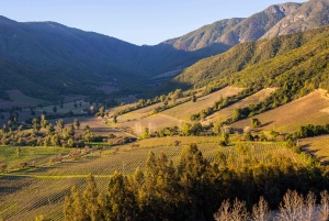 Colchagua-dalen: Privat tur på Ventisquero och Viu Manent vinväg