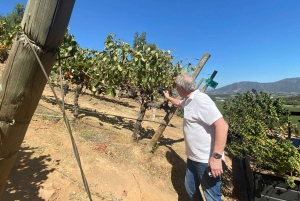 Colchagua-dalen: Privat tur på Ventisquero och Viu Manent vinväg