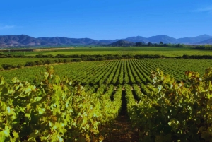Colchagua-dalen: Privat tur på Ventisquero och Viu Manent vinväg