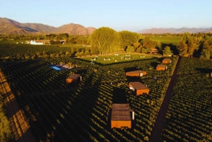 Colchagua-dalen: Privat tur på Ventisquero och Viu Manent vinväg