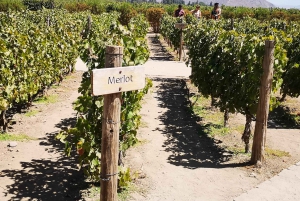 Concha y Toro Extended Tour with 7 Tastings and Lapis Lazuli