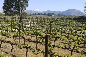 Tour estendido da Concha y Toro com 7 degustações e Lapis Lazuli