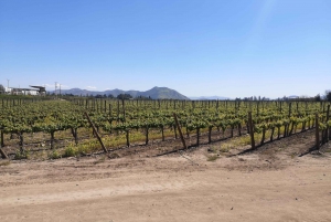 Tour esteso di Concha y Toro con 7 degustazioni e Lapislazzuli