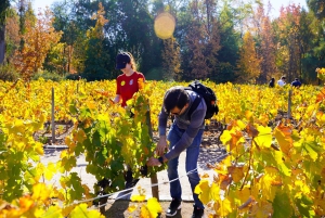 Concha y Toro Winery: Premium Experience at the Wine Center