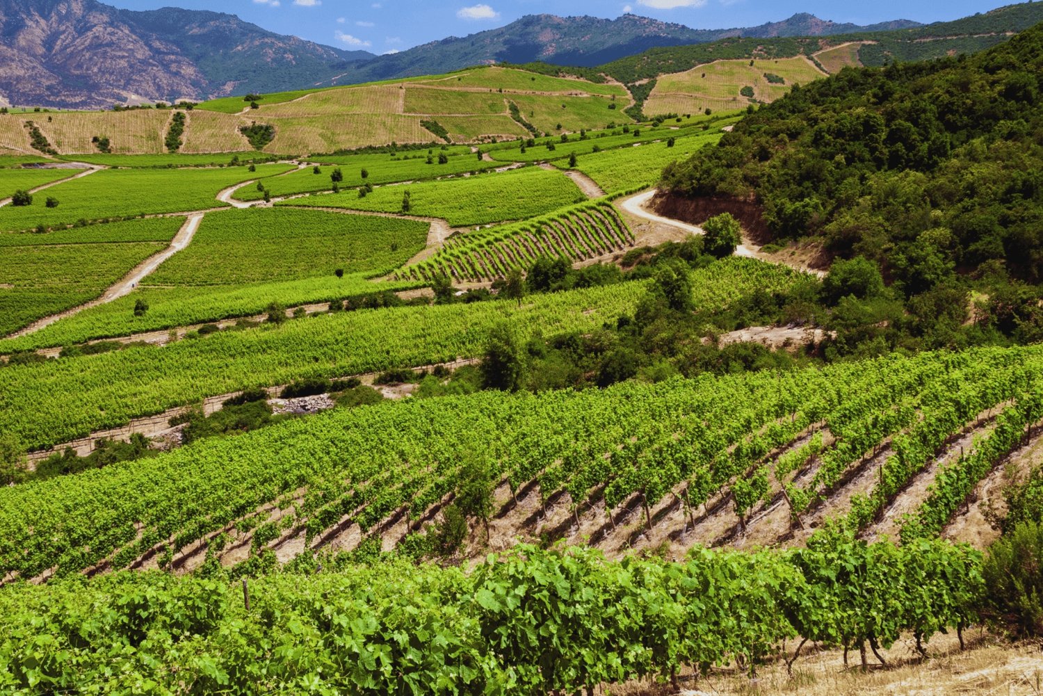VIÑA CONCHA Y TORO - TOUR : CILE