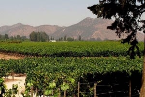 VIÑA CONCHA Y TORO - TOUR : CHILE