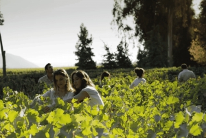 VIÑA CONCHA Y TORO - TOUR : CHILE