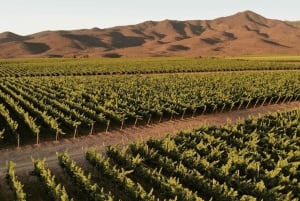 VIÑA CONCHA Y TORO - TOUR : CHILE