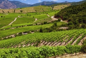 VIÑA CONCHA Y TORO - TOUR : CHILE