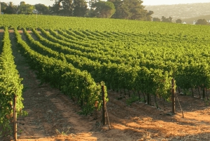 VIÑA CONCHA Y TORO - TOUR : CHILE