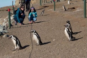 Cruise Passenger: Magdalena Island (Penguins) January, February & March