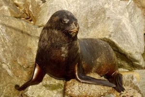 Transfer från kryssningsterminalen i Valparaíso och vinprovning